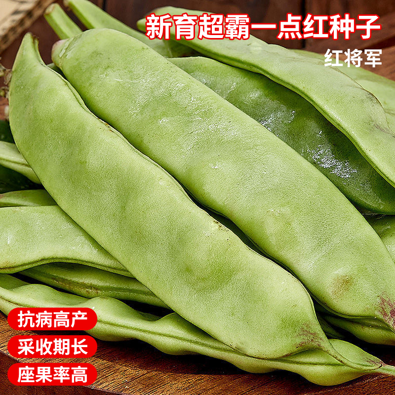 油豆角种籽新育超霸一点红蔬菜