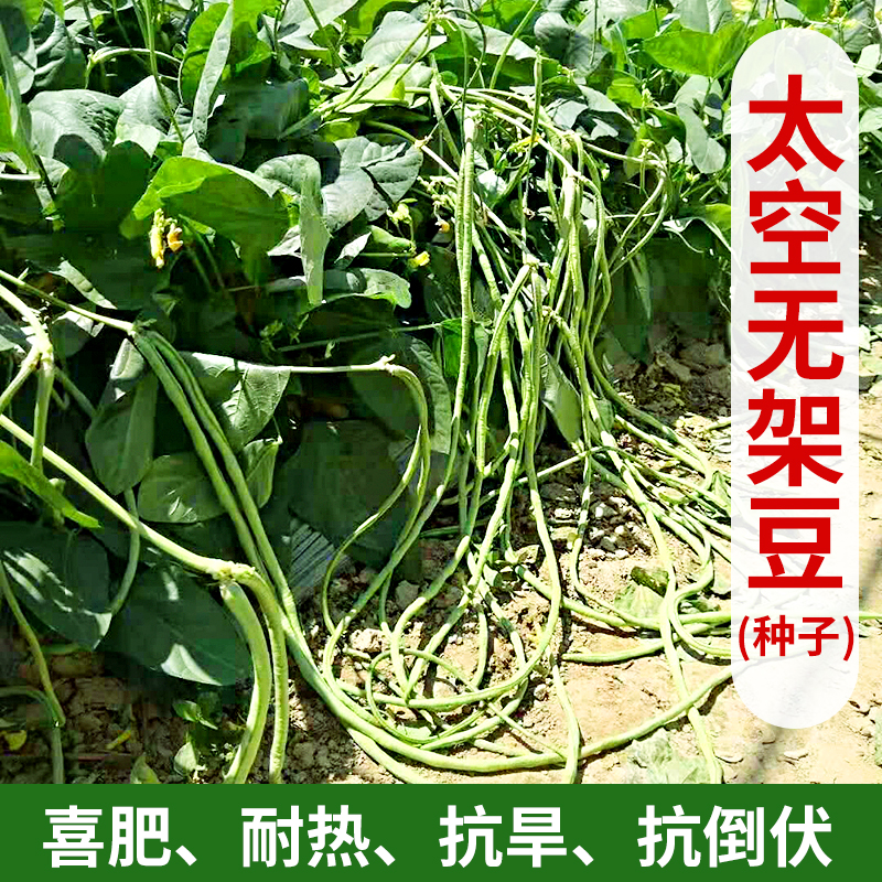 无架豆种子不搭架豆角种子摘不败原种太空无架豆种子春秋季种植