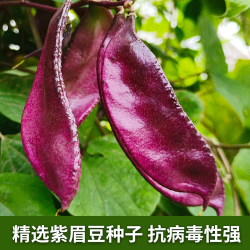 紫眉豆种子紫红色早熟豆种