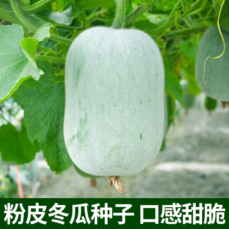 粉皮大冬瓜种子皮薄肉厚白皮冬瓜种籽春秋播易种农家瓜果蔬菜种孑,鲜花速递/花卉仿真/绿植园艺,家庭园艺种子,淘宝优惠券,粉丝福利购,淘宝优惠卷