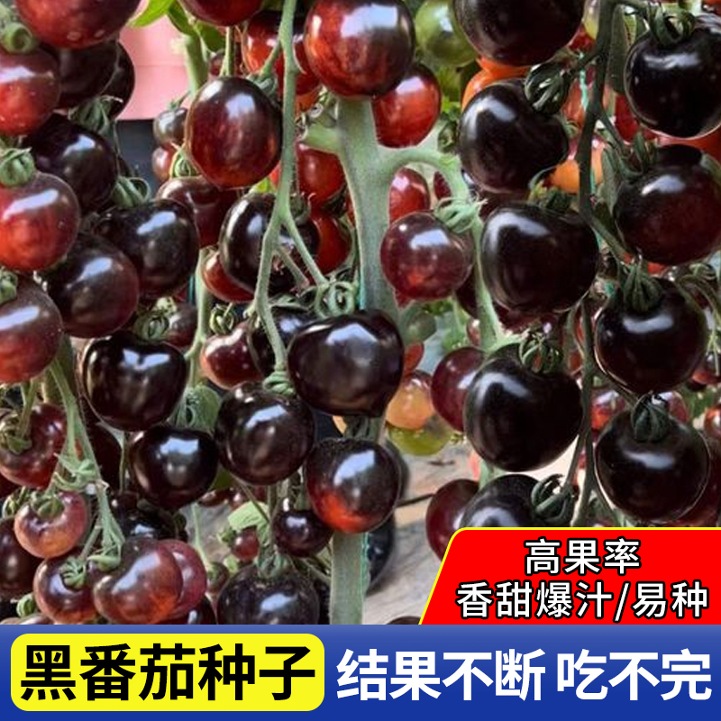 黑珍珠番茄苗樱桃小番茄种子圣女果种籽四季阳台盆栽水果西红柿孑