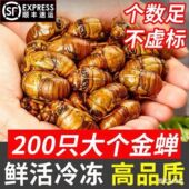 2025山东大号竹蝉金蝉知了猴速冻活体新鲜爬叉现挖顺丰冷链