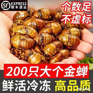 2025山东大号竹蝉金蝉知了猴速冻活体新鲜爬叉现挖顺丰冷链