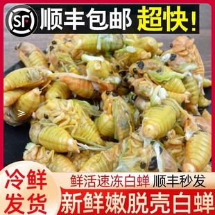 2025山东特产稀有黄杜仲白蝉金蝉新鲜出土白蝉新鲜脱壳知了猴顺丰