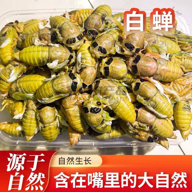 2026山东特产稀有黄杜仲白蝉金蝉新鲜出土白蝉新鲜脱壳知了猴顺丰