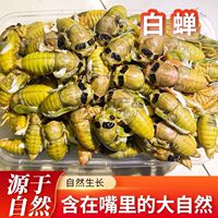 2026山东特产稀有黄杜仲白蝉金蝉新鲜出土白蝉新鲜脱壳知了猴顺丰