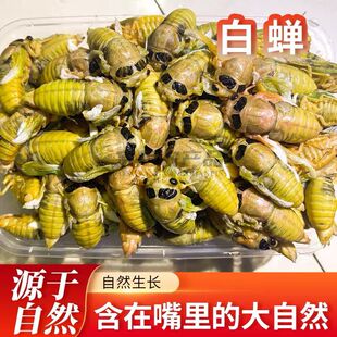 2026山东特产稀有黄杜仲白蝉金蝉新鲜出土白蝉新鲜脱壳知了猴顺丰