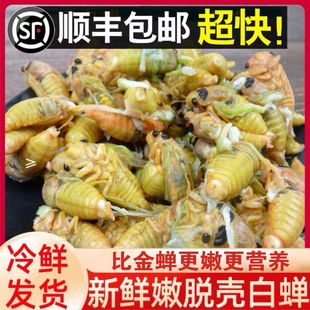 【发顺丰冷链】2025新鲜白蝉现抓鲜活出土知了猴速冻活体爬叉虫子