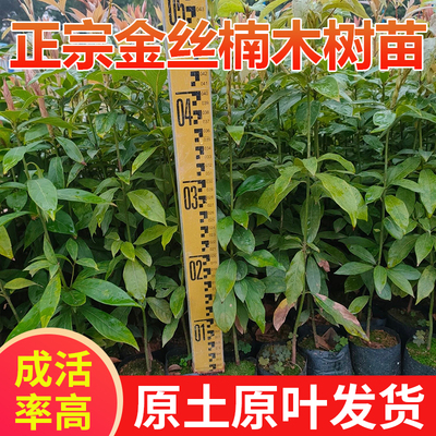 金丝楠木小叶桢楠珍稀苗木