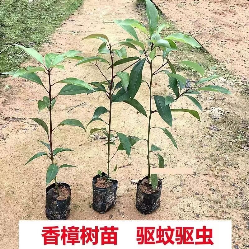 正宗小叶香樟树苗四季常青
