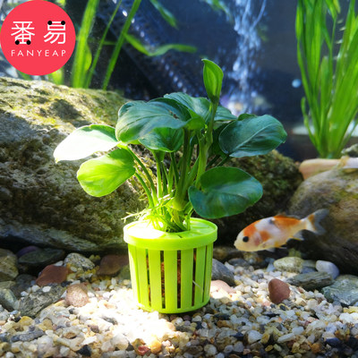 水培定植篮A1pn008-家用种植水草沉底固定器鱼缸水培植物篮造景