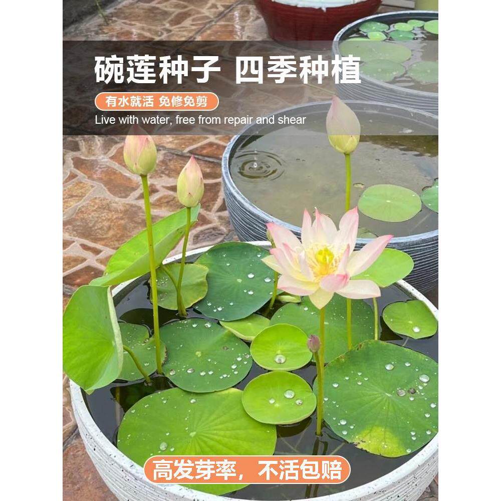 鱼缸造景全套配件大全生态水草真草树森林配件大全睡莲绿植一叶莲