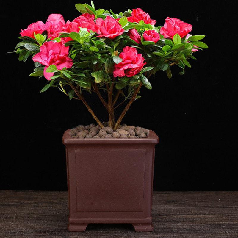 宜兴紫砂精品花盆兰花兰草花卉绿花盆