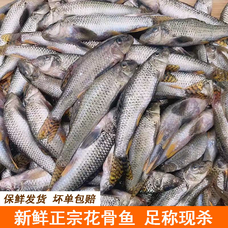 淡水鱼新鲜青竹鱼足称现杀花骨鱼花菇鱼净膛发货激浪鱼马鲫鸡骨鱼