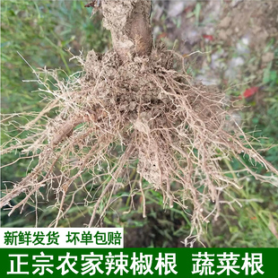 农家现挖辣椒根新鲜辣椒根土辣椒根中药材朝天椒根头小米椒秧根须