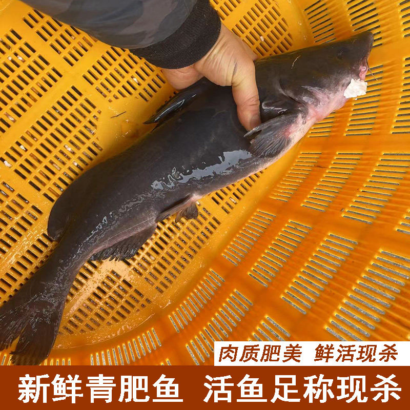 湖北宜昌新鲜青肥鱼现杀冷水鱼大鮰鱼鲜活现杀发团鱼青团鱼黑肥鱼