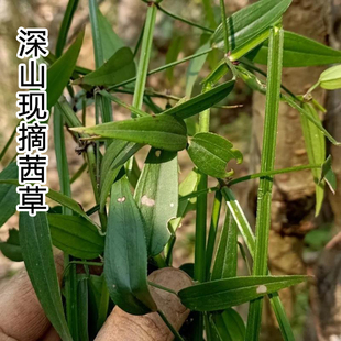 新鲜野茜草山中现采血见愁破血草现采四轮草拉拉蔓过山藤现摘现发