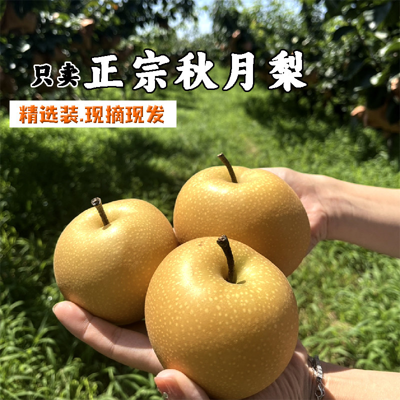 正宗秋月梨当季水果梨新鲜黄皮梨子脆甜薄皮口感细腻农家露天种植