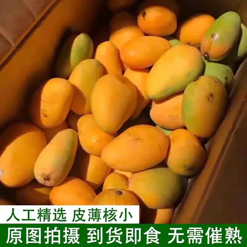 黄皮小芒果孕妇水果薄皮小台芒果芒果