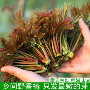 湖北特产头茬香椿嫩春天芽农村当季新鲜现摘野椿芽露天蔬菜精选装