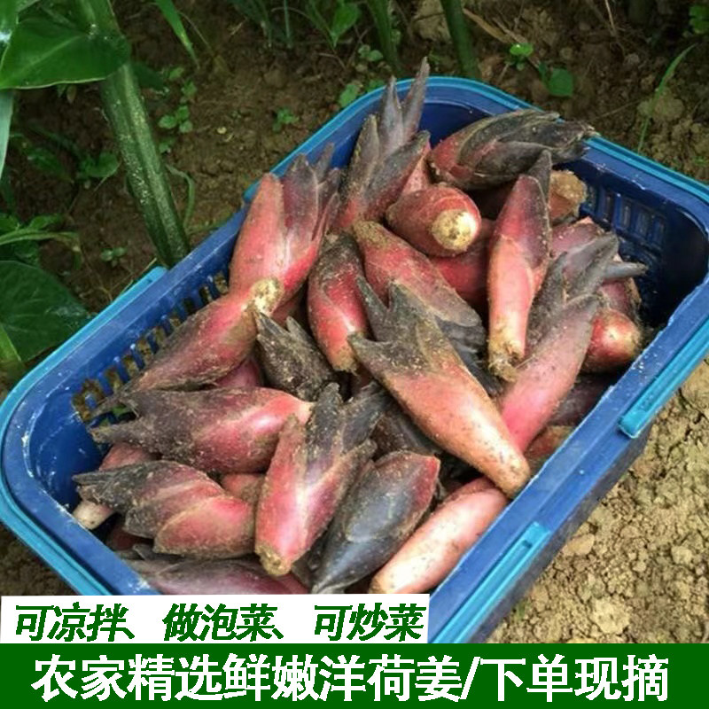 现摘新鲜洋河洋荷洋荷姜阳荷姜