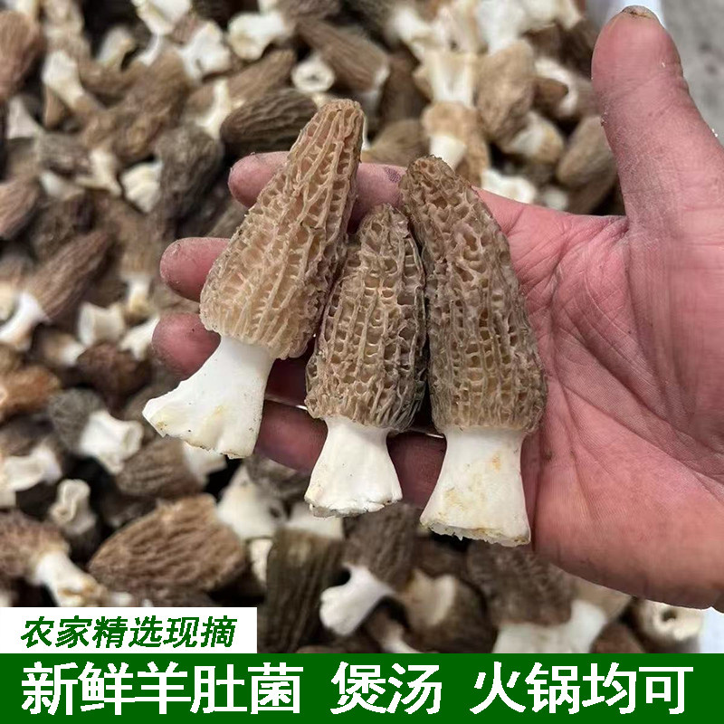 湖北宜昌羊肚菌农家新鲜羊肚菌鲜货菌菇特产现采鲜煲汤食材火锅菜
