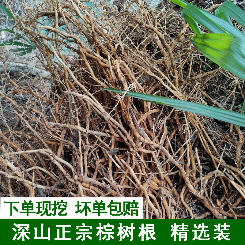 深山现挖棕榈树根新鲜棕树根精选老棕榈根现挖棕榈根须新鲜棕根头