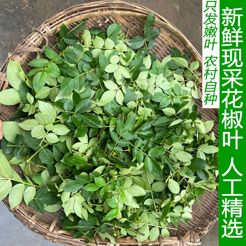新鲜青花椒叶子湖北特产保鲜花椒嫩叶特香湿花椒嫩芽麻椒嫩叶精选