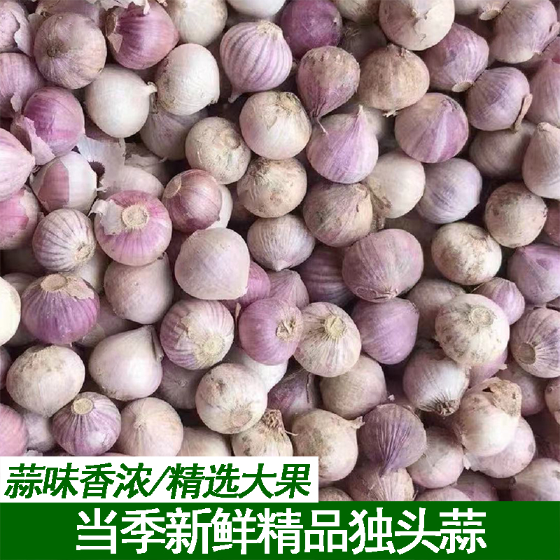 新鲜独蒜精品装农家自种