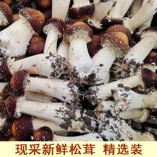 现采新鲜赤松茸蔬菜菌菇菌精选大球盖菇红姬松茸煲汤香菇鲜货现发