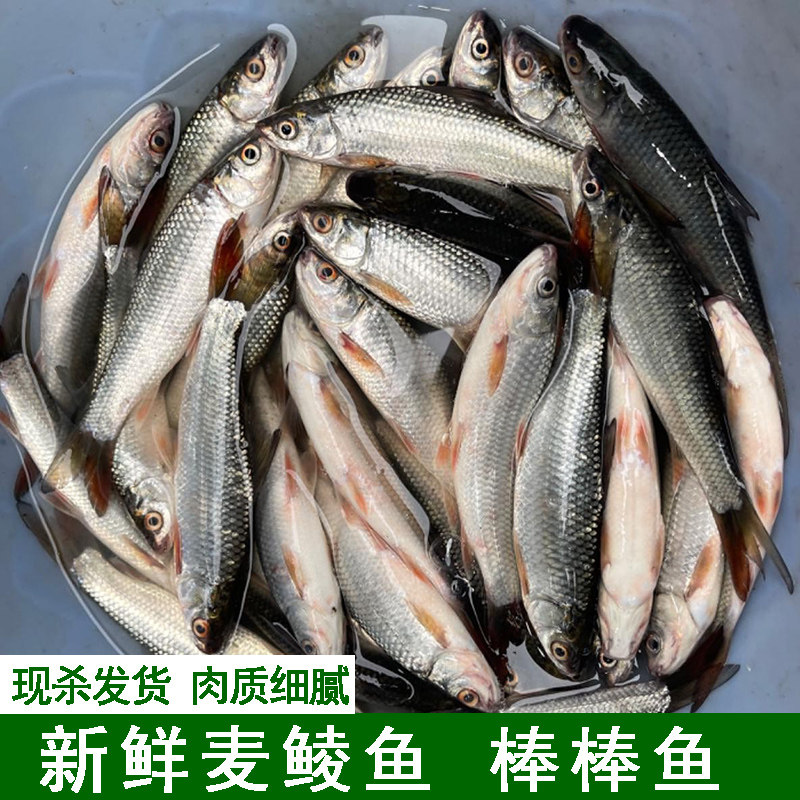 棒棒鱼麦鲮鱼土鲮鱼棍棍鱼