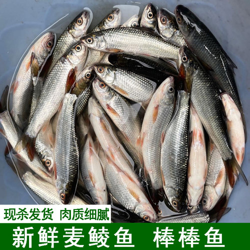 棒棒鱼麦鲮鱼土鲮鱼棍棍鱼