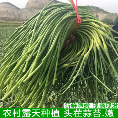 嫩蒜薹蒜头蒜毫蒜薹青蒜苗