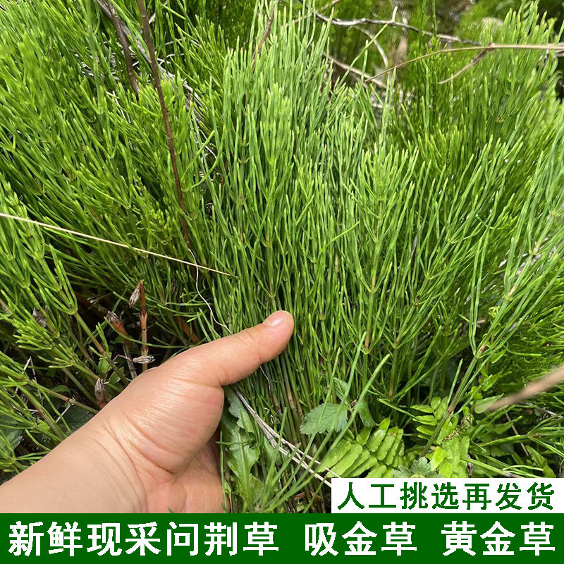 新鲜问荆草吸金草黄金草农村现摘