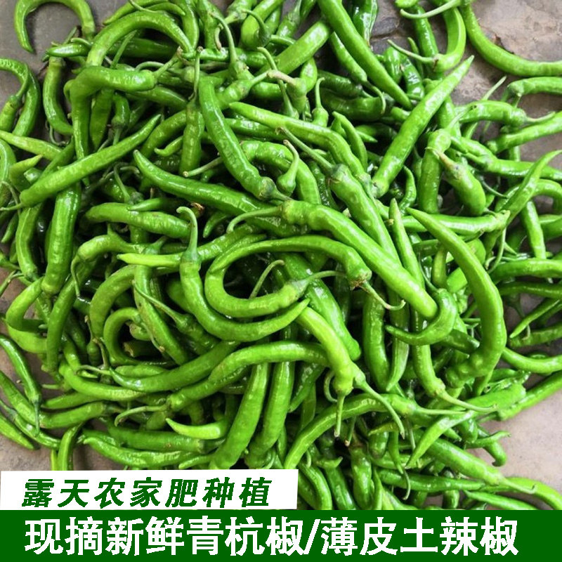 现摘新鲜青杭椒薄皮湖北农村本地土广辣椒微辣杭椒新鲜青椒老品种