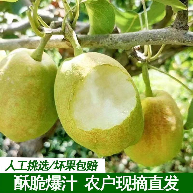香梨梨子新鲜水果红香酥梨