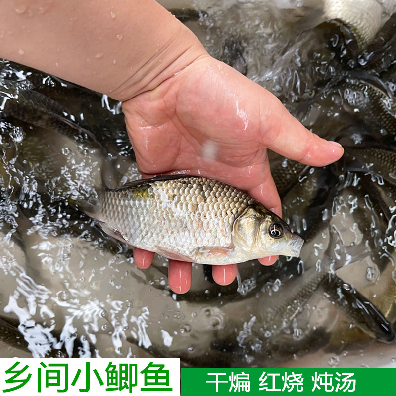 农村鱼塘自养小鲫鱼现杀现发