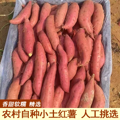 湖北本地土红薯小红薯小香薯精选软糯小个红薯迷你小地瓜手指红薯