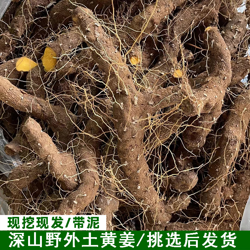 深山土特产野黄姜现挖火藤根黄姜种盾叶薯蓣新鲜生火头根生吃黄姜