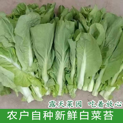 农家时令蔬菜新鲜白菜苔