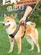 狗防爆牵引绳背心型柴犬柯基中型和大型狗背包束带可调节狗行走绳