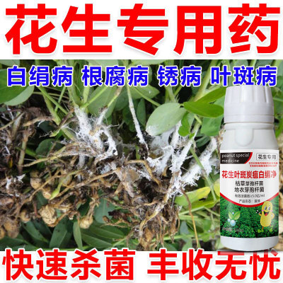 花生根腐病锈病青枯病叶斑白绢病