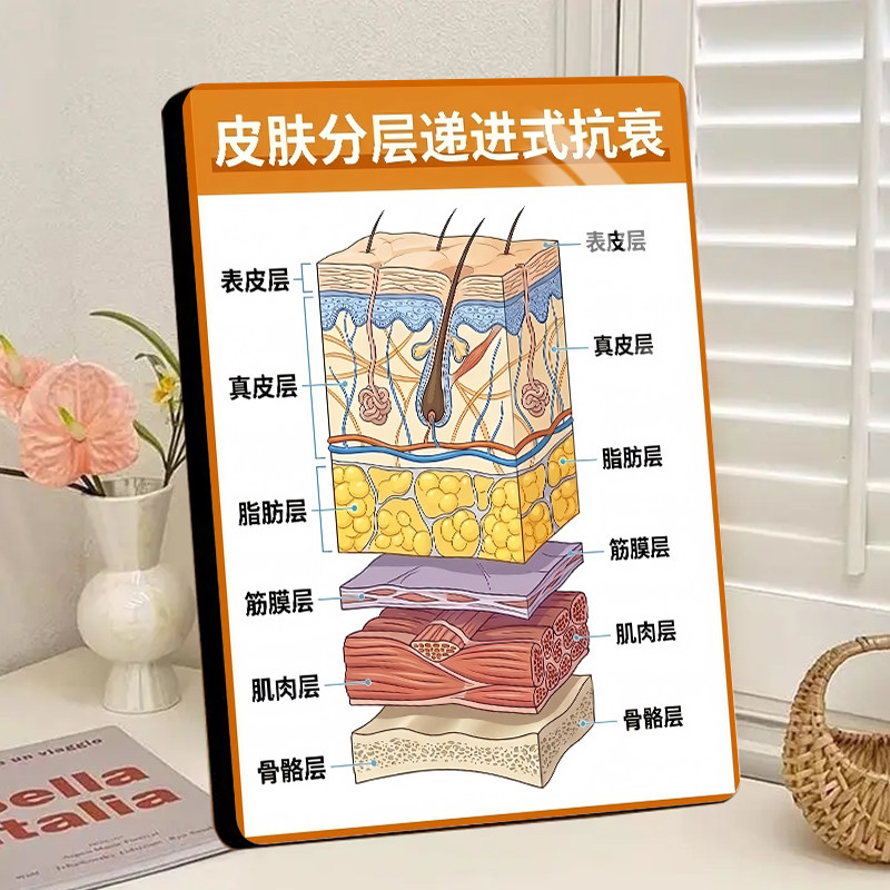 皮肤分层递进式抗衰水晶相框摆件美容院护肤皮肤管理科装饰摆台