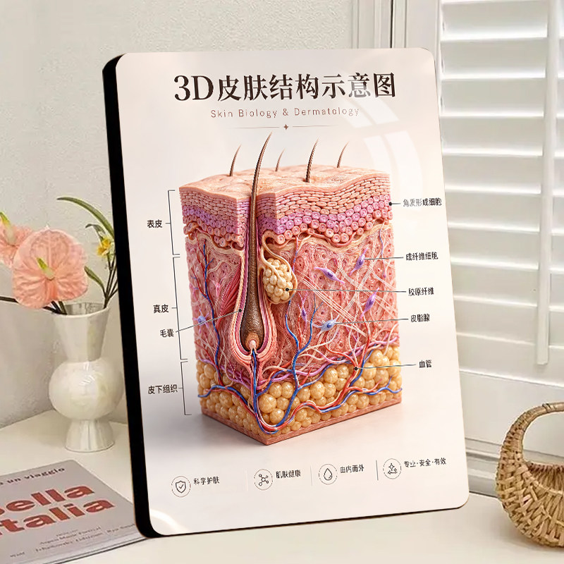 3D皮肤结构示意图展示画高清水晶相框摆件美容调肤店铺展示摆台
