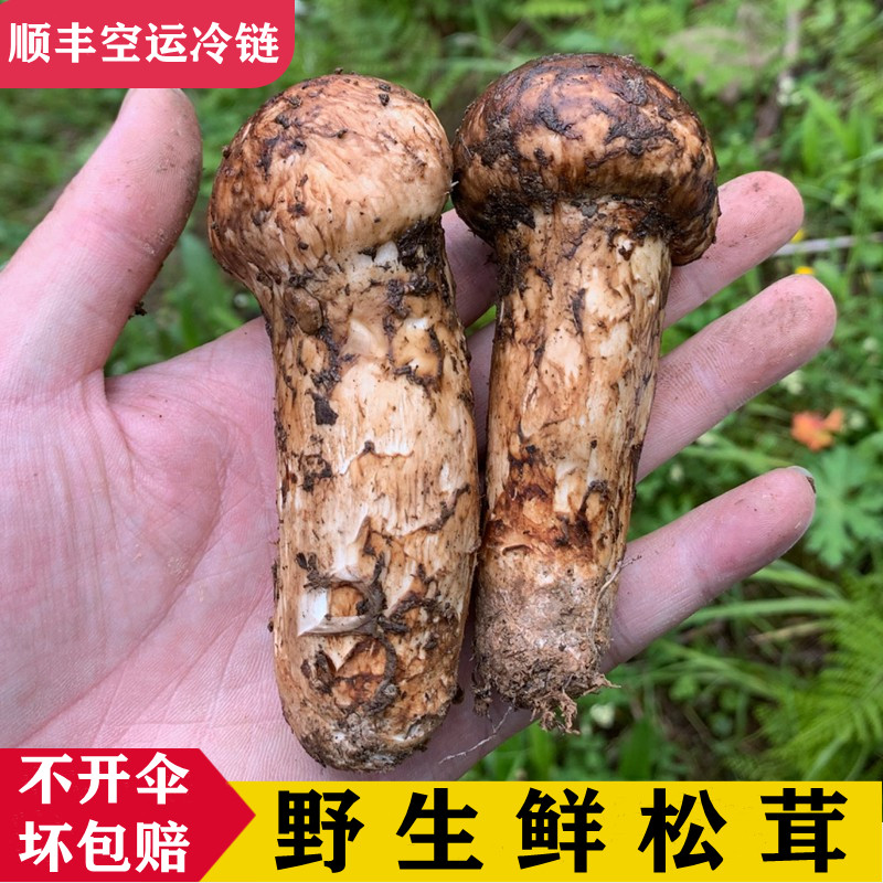 【现货】雅江松茸新鲜野生菌未开伞菌菇四川甘孜州稻城小金特产