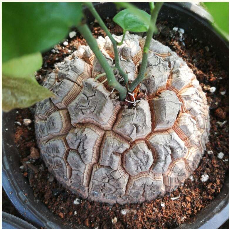 南非龟甲龙植物一物一拍爬藤多肉植萌宠稀有块根带盆栽好绿植包邮