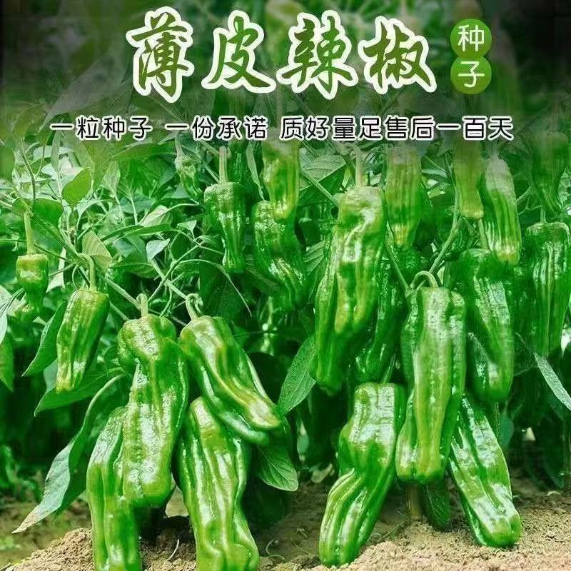 早熟薄皮青椒种子四季播皱皮辣椒种子庭院大田阳台可盆栽蔬菜种子