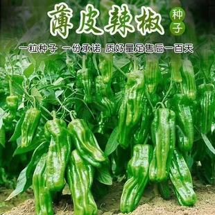 早熟薄皮青椒种子四季播皱皮辣椒种子庭院大田阳台可盆栽蔬菜种子