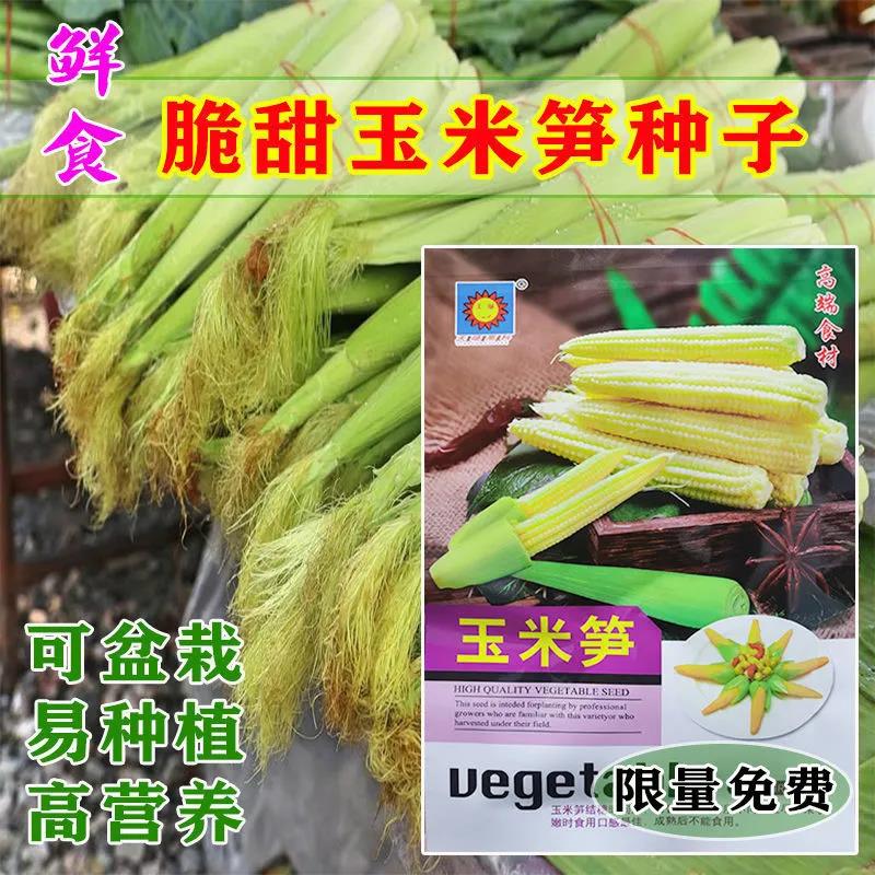 新品玉米笋种糯玉米种子高产四季播玉米甜糯水果超甜杂交大田种籽图片