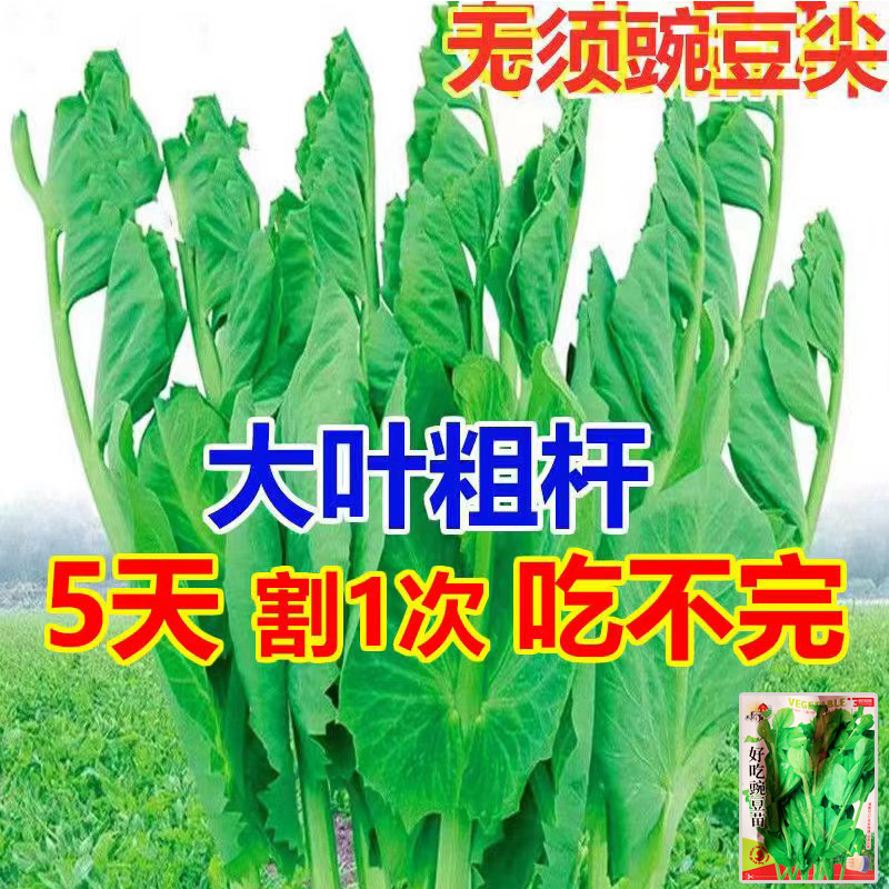 大叶无须豌豆苗种子豌豆尖吃苗四季阳台盆栽芽苗菜秋冬季蔬菜种子